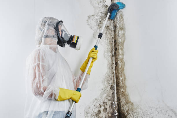 Best Attic Mold Removal  in Green Springs, OH